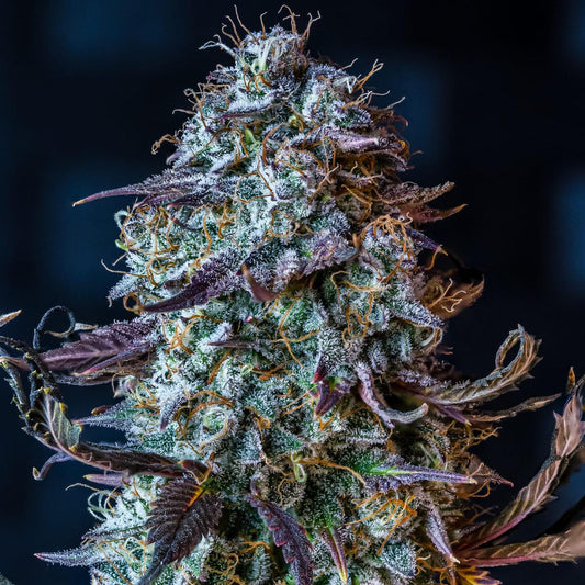 Mephisto - Mephisto's Wedding