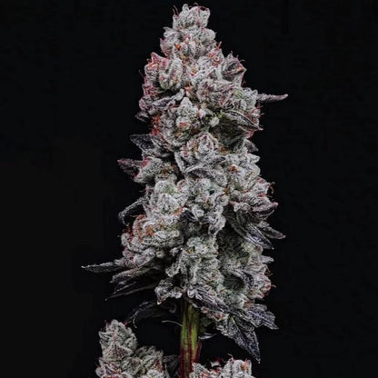 Ethos - LEMON CHERRY GELATO AUTO R3