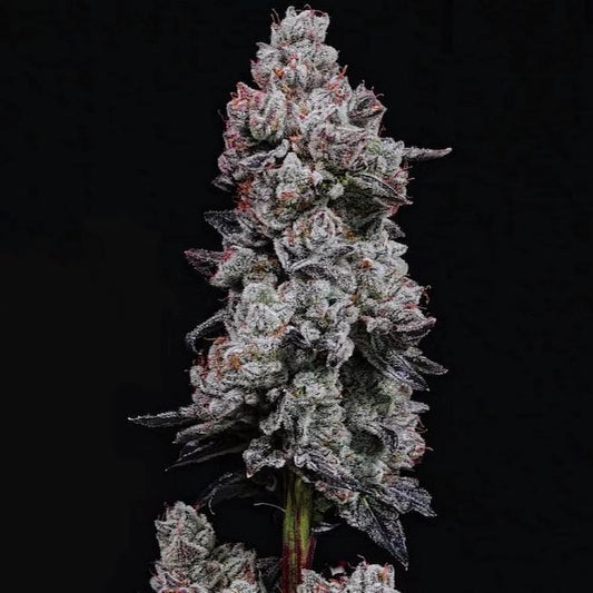 Ethos - LEMON CHERRY GELATO AUTO R3