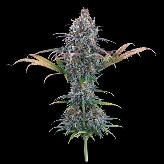 Brothers Grimm - Cinderella Purple