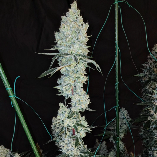 Ethos - Lemon Cherry Pie R1