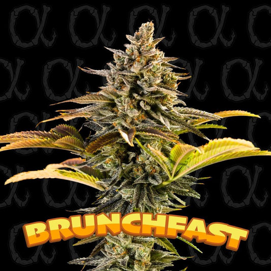 Dirty Bird - Brunchfast