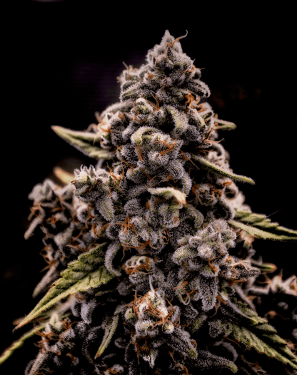 Brothers Grimm - Genius Juice