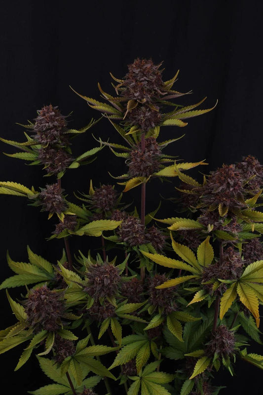 42 Fast Buds - Purple Lemonade Auto RF3