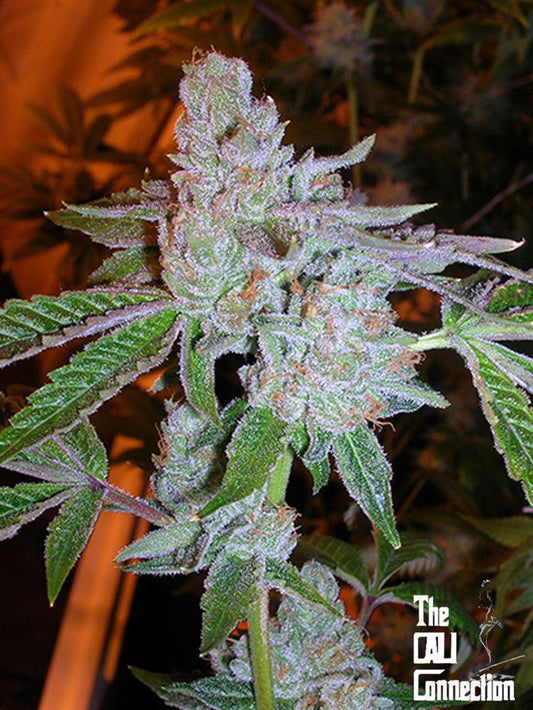 The Cali Connection -  Tahoe OG