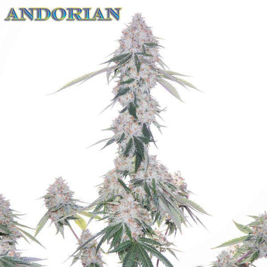 Romulan Genetics - Andorian