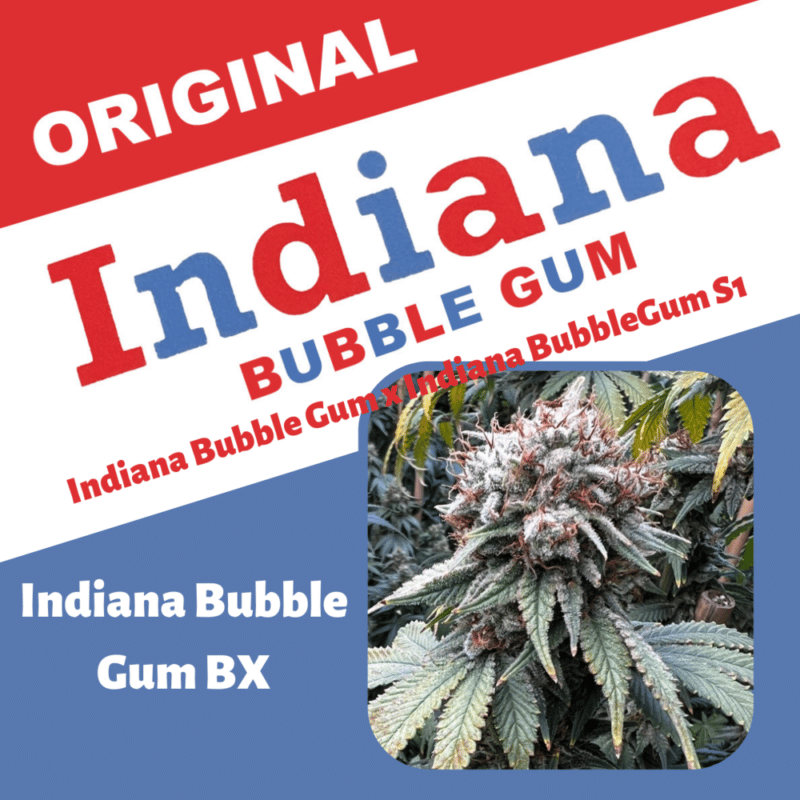 Mosca seeds - Indiana Bubble Gum BX