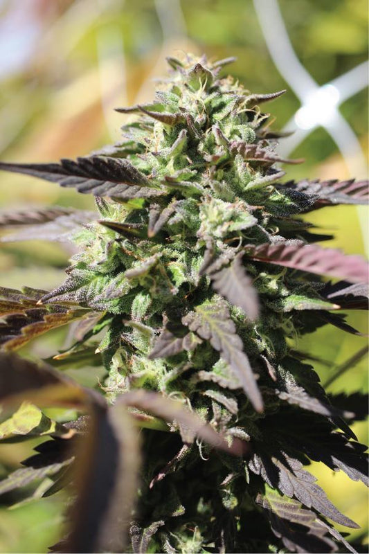 Humboldt - Chunkadelic