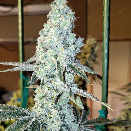Ethos - Zweet OG R2