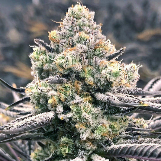 Elev8 - Sour Grape Punch