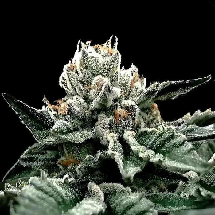 DNA Genetics -  GG4