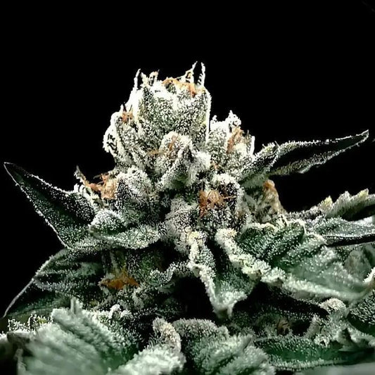 DNA Genetics -  GG4