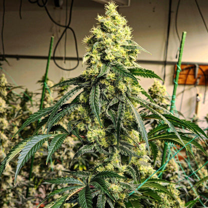 Ethos - Sour G R1