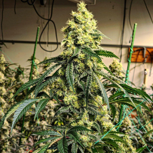 Ethos - Sour G R1