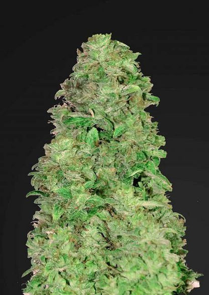 42 Fast Buds - CBD 20:1 Auto