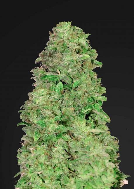 42 Fast Buds - CBD 20:1 Auto