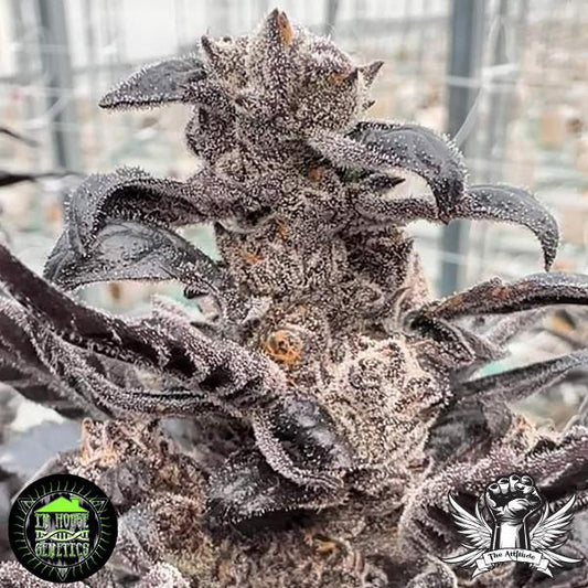 In House Genetics - Violicious