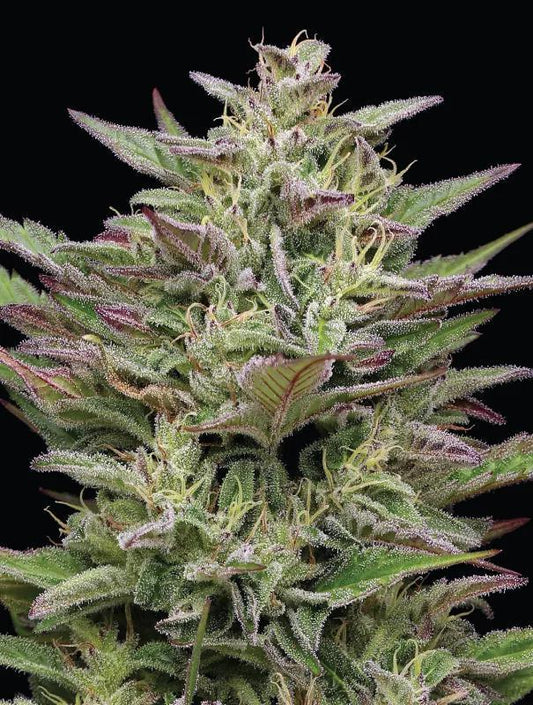Humboldt - Trainwreck