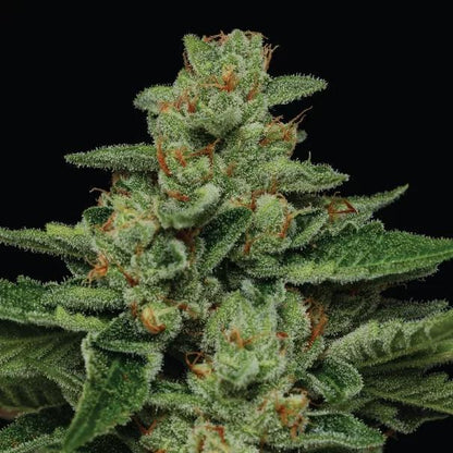 Humboldt -  Fortune Cookie