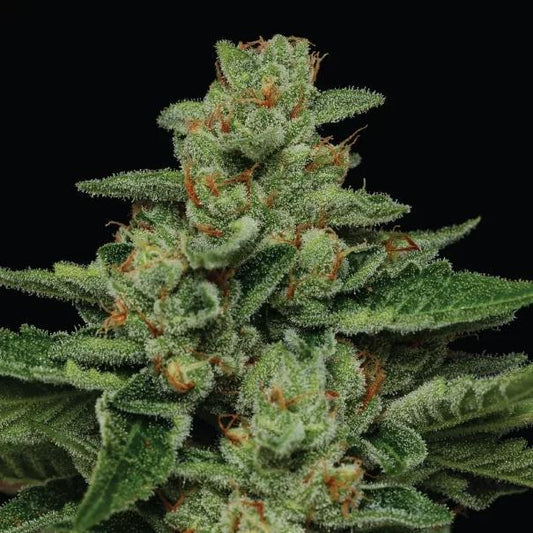 Humboldt -  Fortune Cookie