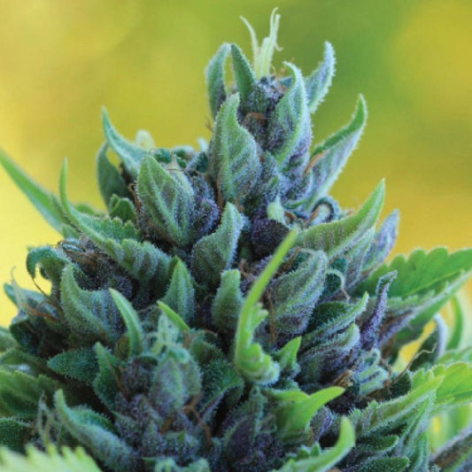 Humboldt -  Humboldt Dream