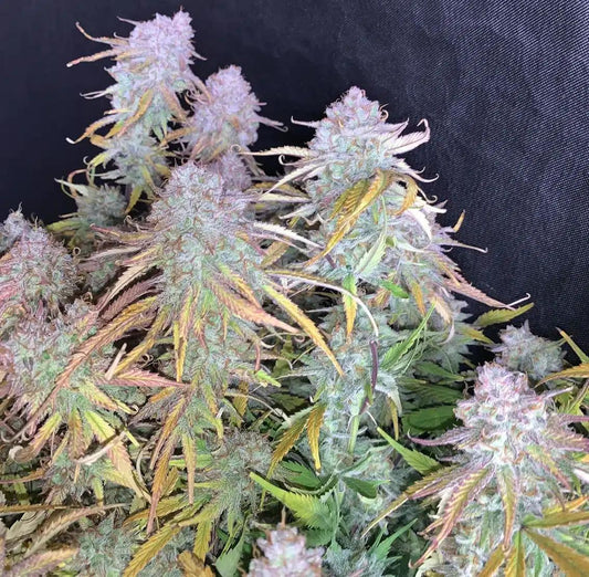 Mephisto - Funky Mangifera