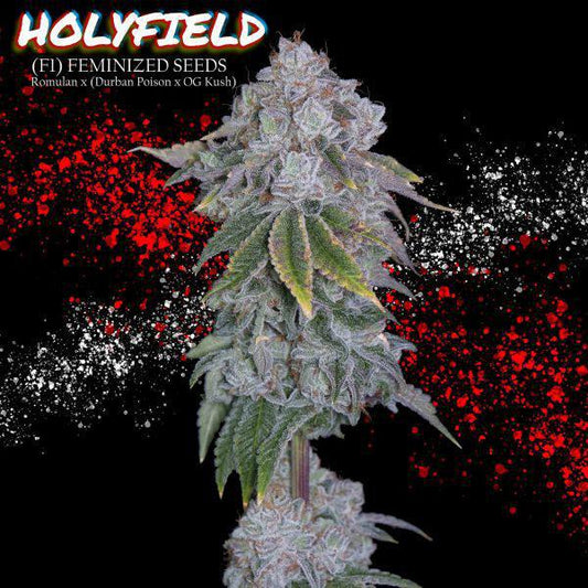 Romulan Genetics - Holyfield F1