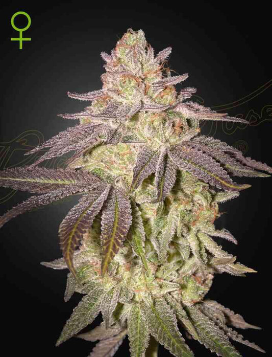 Green House Seed Co. - Black Toffee Auto