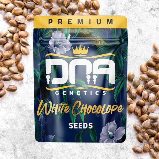 DNA Genetics - White Chocolope
