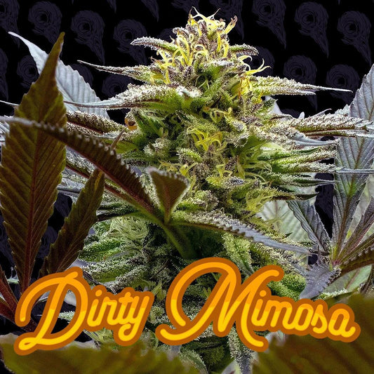 Dirty Bird - Dirty Mimosa
