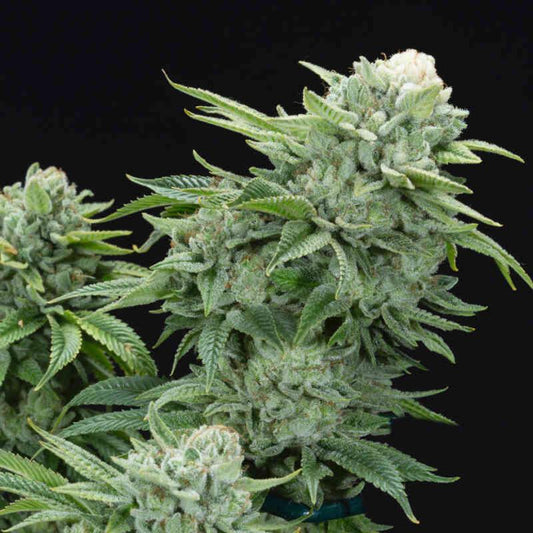 Elev8 - Gorilla Glue S1