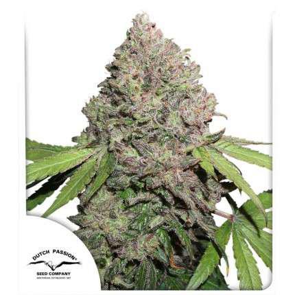 Dutch Passion - Cbd Charlotte's Angel