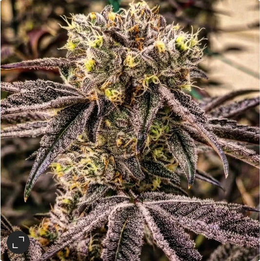 Ethos - M.C. Nuggets R1