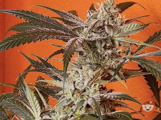Night Owl - Vanilla Fizz F2