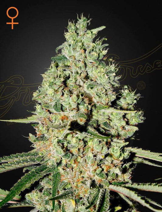 Green House Seed Co. - Super Critical