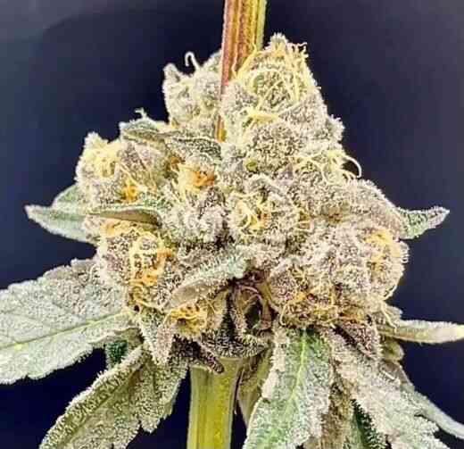 In House Genetics - Dracula