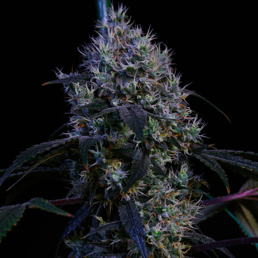 Ethos - Super Lemon Haze RBX3