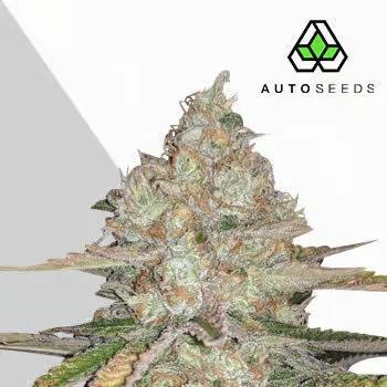 Auto Seeds - Pineapple Express Auto