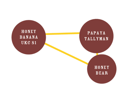 Humboldt -  Honey Bear