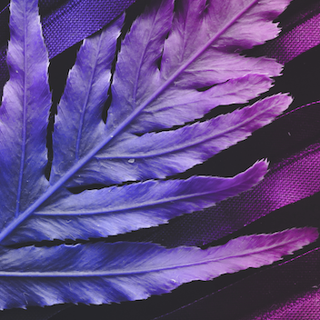 Ethos - Lilac OG BX1