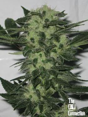 The Cali Connection - Original Sour Diesel