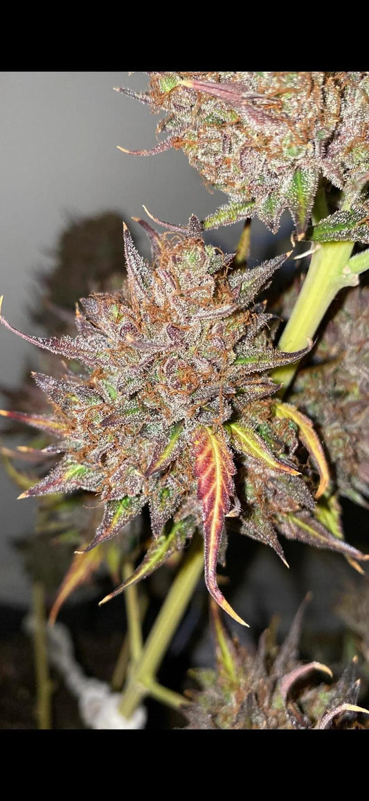 Mephisto - Bramley Beast