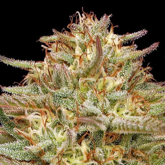 Humboldt - Orange Creampop