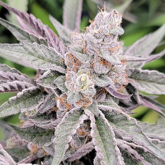 In House Genetics - Zushi Splash