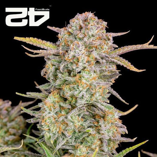 42 Fast Buds - Bruce Banner