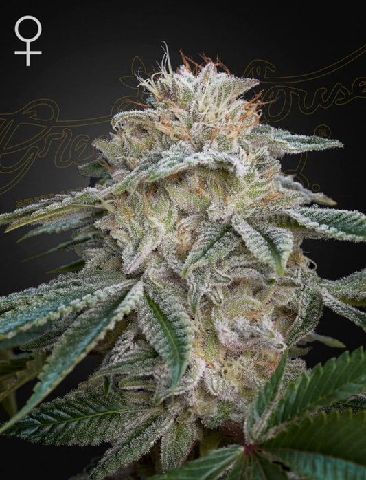 Green House Seed Co. - Super Lemon Haze x GMO