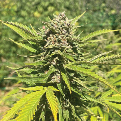 Humboldt -  Banana Melt