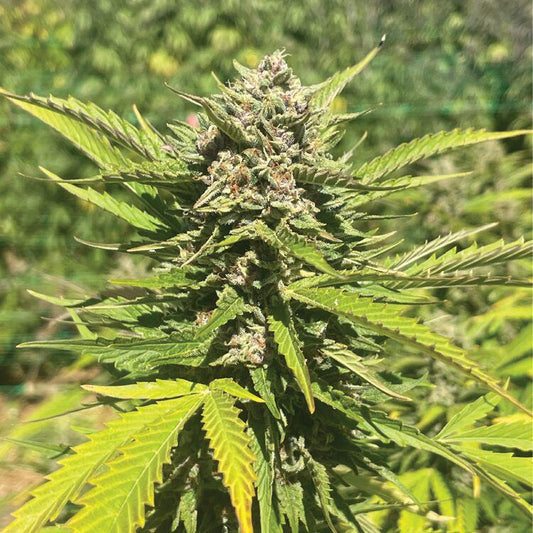 Humboldt -  Banana Melt