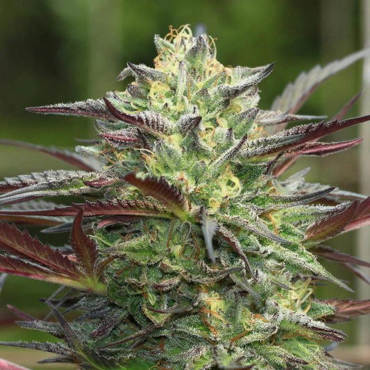 Humboldt -  G.S. Cookies