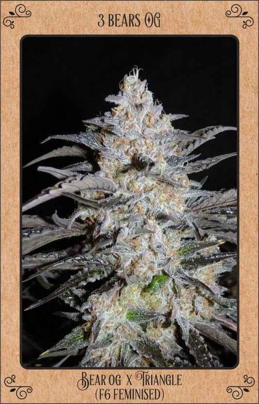 Mephisto - 3 Bears OG